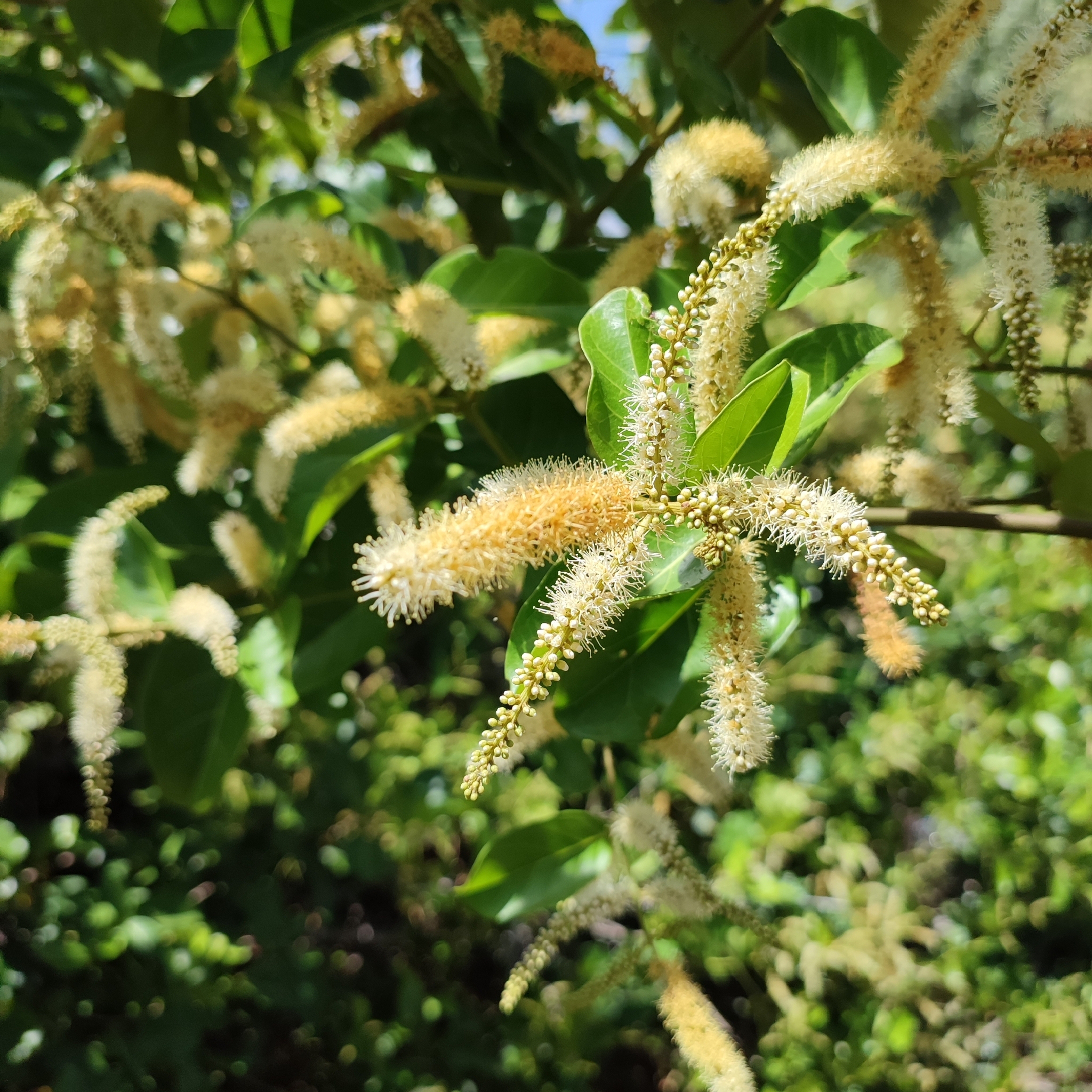 Imagem de Molungu-do-cerrado
