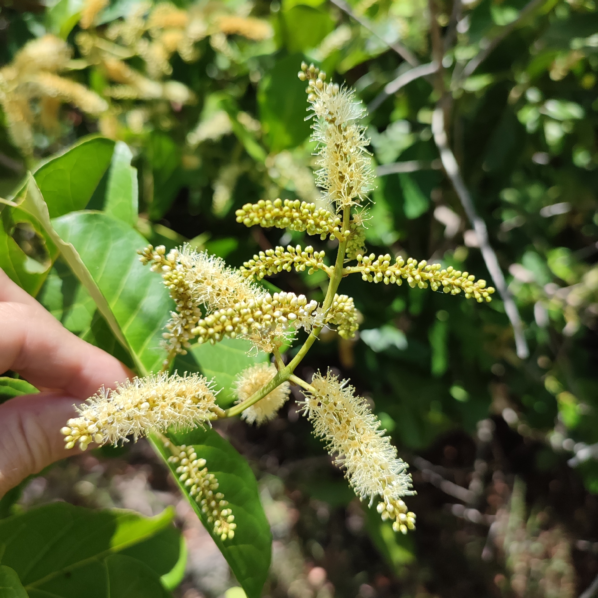 Imagem de Molungu-do-cerrado