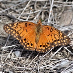 Euptoieta hegesia watsoni