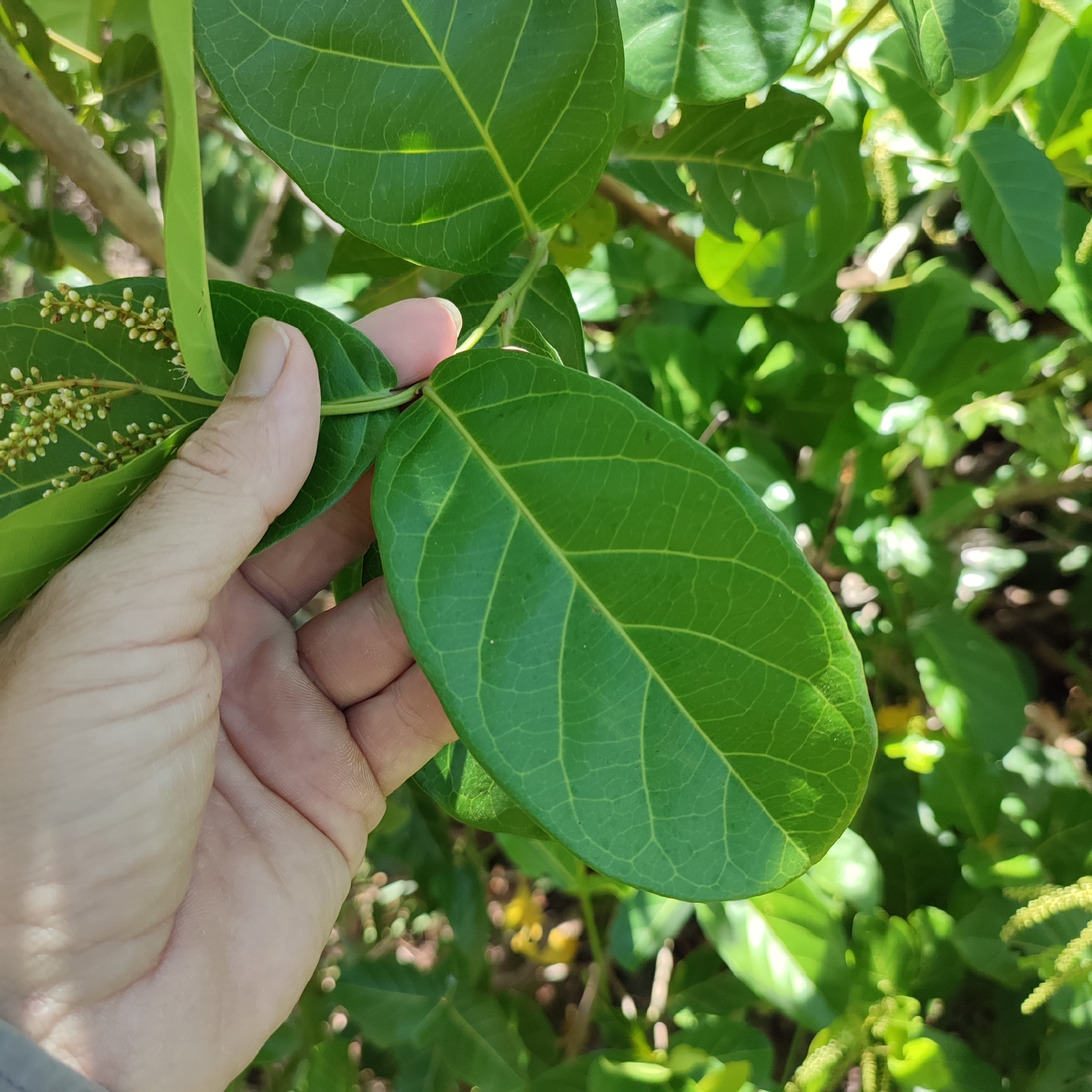 Imagem de Molungu-do-cerrado