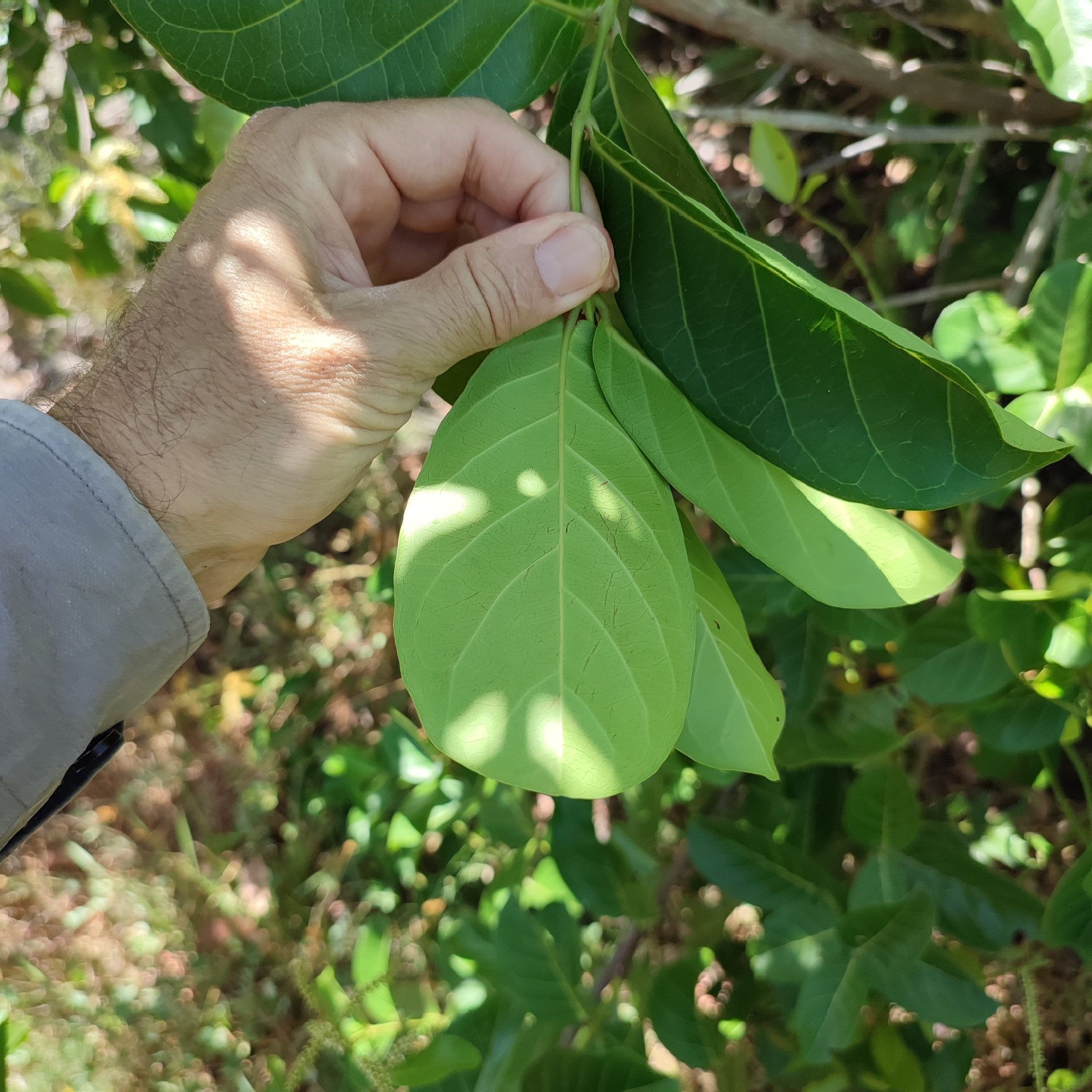 Imagem de Molungu-do-cerrado