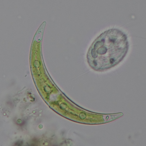 Closterium venus var. venus