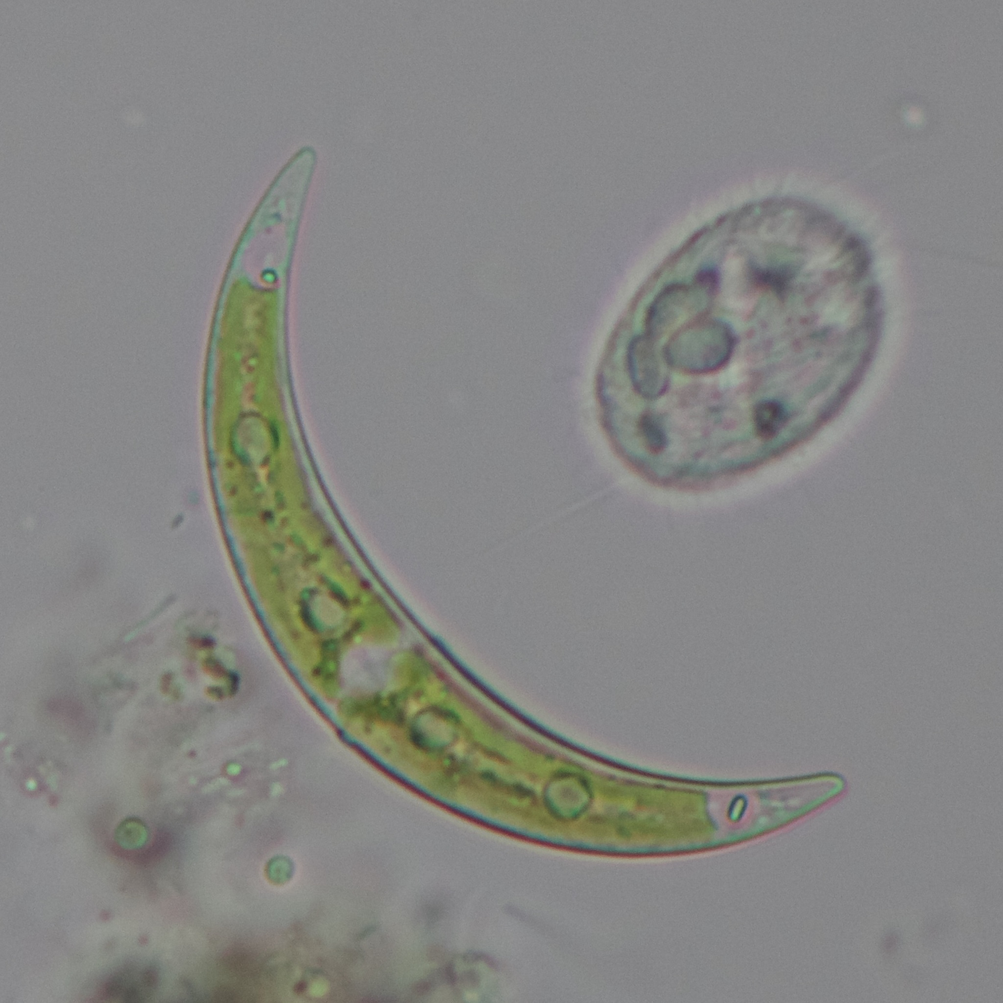 Closterium venus var. venus