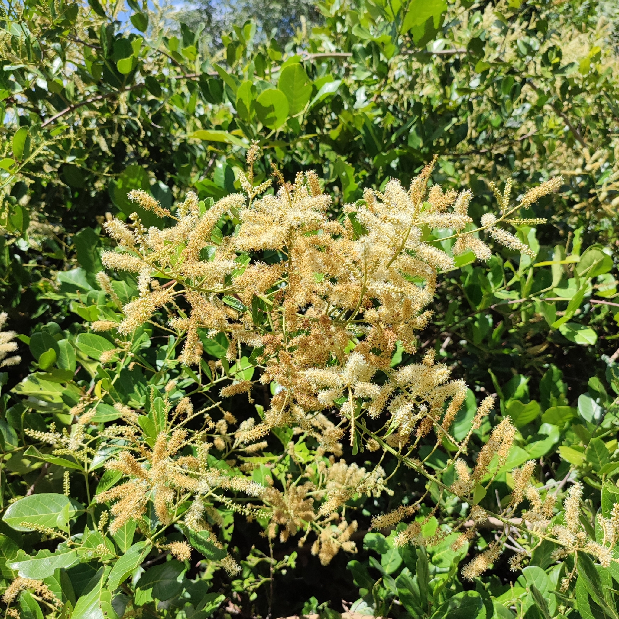 Imagem de Molungu-do-cerrado