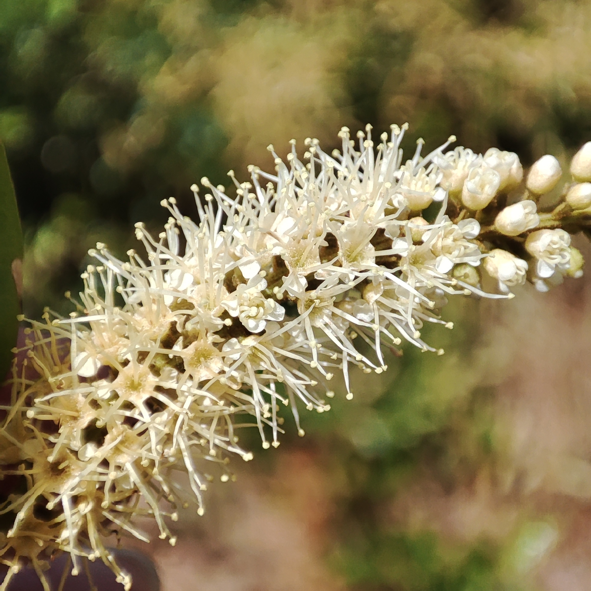 Imagem de Molungu-do-cerrado