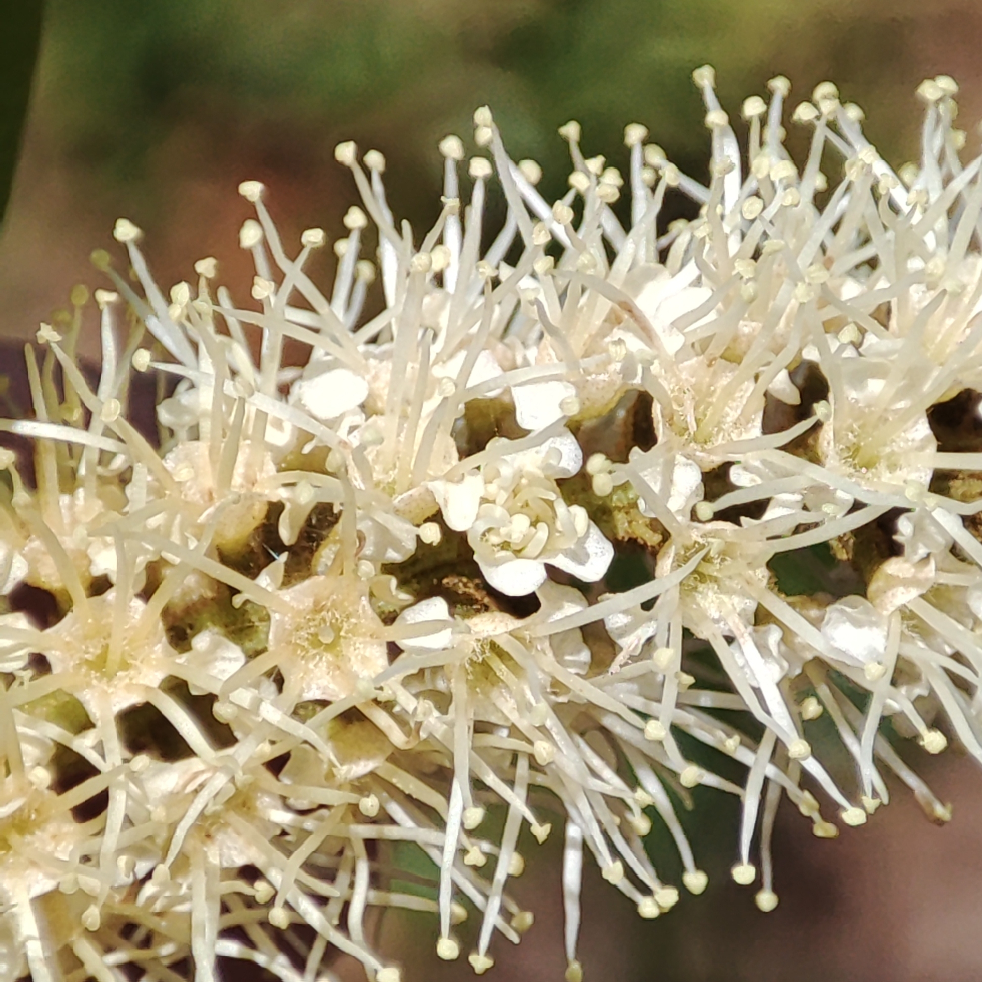 Imagem de Molungu-do-cerrado