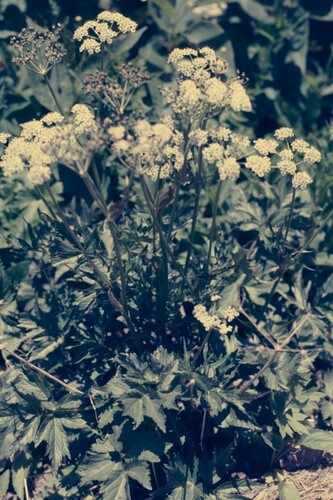 Peucedanum multivittatum iNat (2)