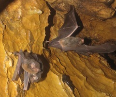 Miniopterus inflatus