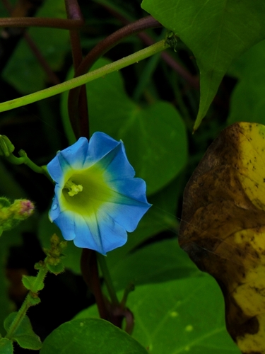 Ipomoea cardiophylla, photograph 6