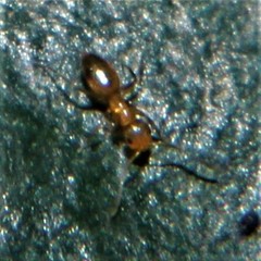 Plagiolepis alluaudi