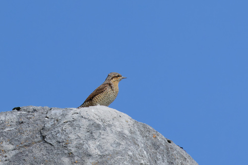 Torcecuello euroasiático (Jynx torquilla)