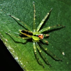 Lyssomanes portoricensis