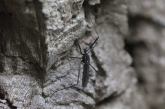 Nephrotoma altissima