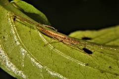 Borinquenula martorelli