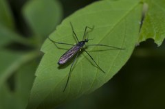 Nephrotoma altissima