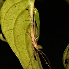 Borinquenula martorelli