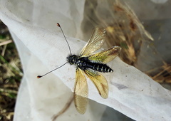 Libelloides ictericus corsicus