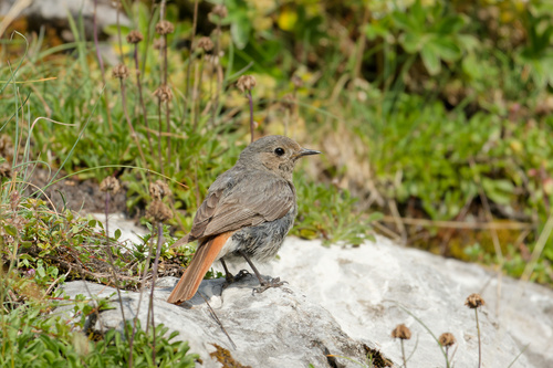 Colirrojo tizón (Phoenicurus ochruros)