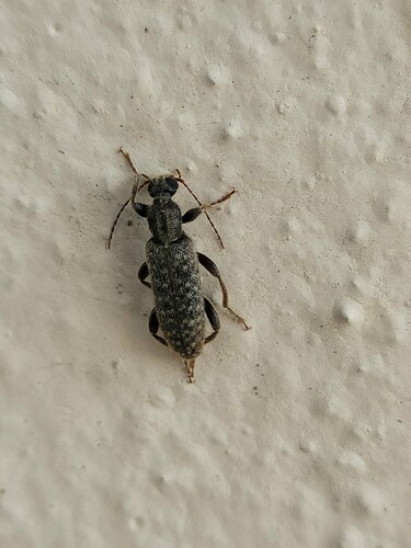 Rilettius rahmani