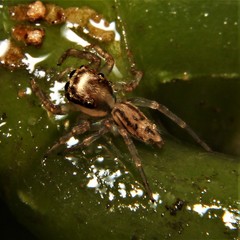 Petemathis portoricensis