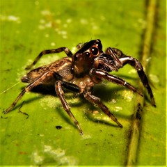 Petemathis portoricensis