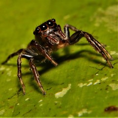 Petemathis portoricensis