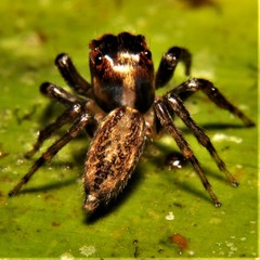 Petemathis portoricensis