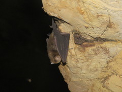 Hipposideros caffer