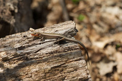 Plestiodon fasciatus
