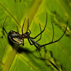 Leucauge regnyi