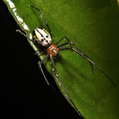 Leucauge regnyi