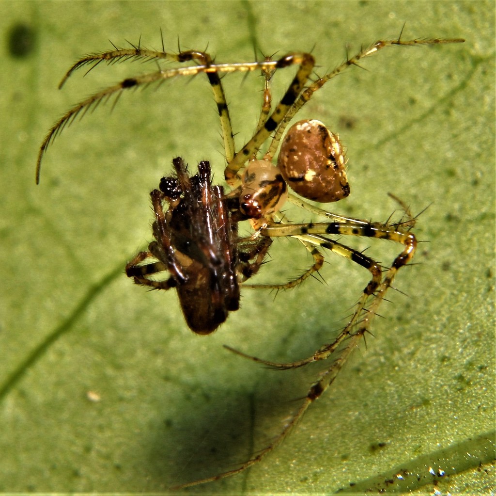 Mimetus portoricensis