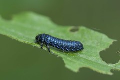 Trirhabda canadensis