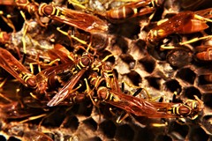 Mischocyttarus phthisicus