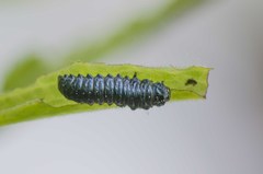 Trirhabda canadensis