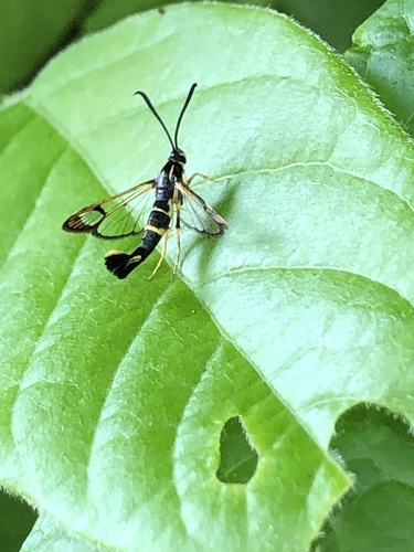 Dogwood Borer
