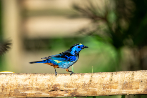 Opal-rumped Tanager (Silver-breasted)