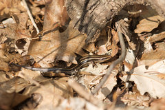 Plestiodon fasciatus