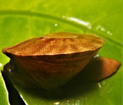 Parthena acutangula