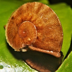 Parthena acutangula