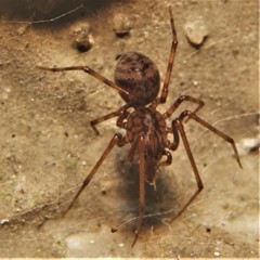 Scytodes fusca
