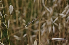 Platycnemis