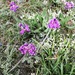 Hare's-foot Point-Vetch - Photo (c) J Brew, some rights reserved (CC BY-SA), uploaded by J Brew