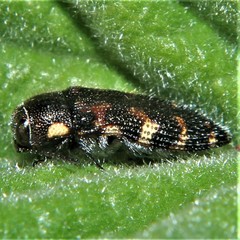 Acmaeodera gundlachi