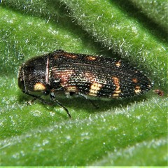 Acmaeodera gundlachi
