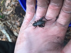 Gryllus rubens