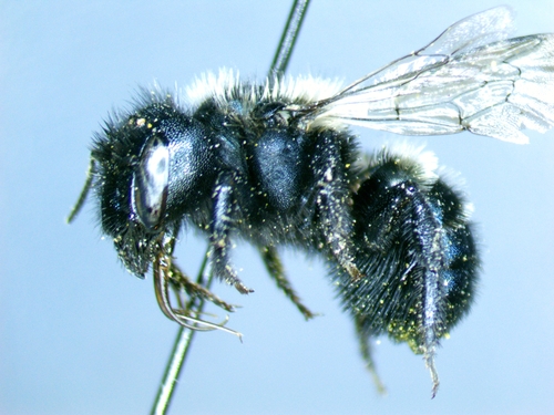 Grimell's Mason Bee