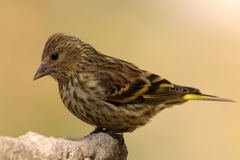 Pine Siskin photo 5