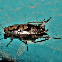 Euthlastoblatta facies