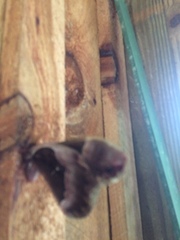 Callosamia angulifera